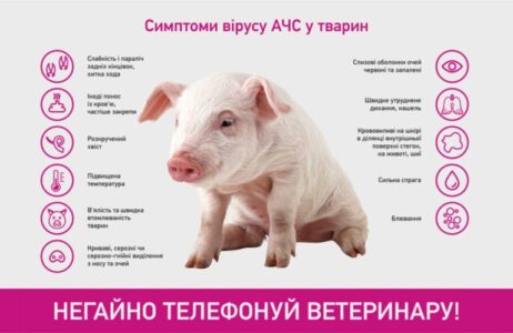 Африканська чума свиней