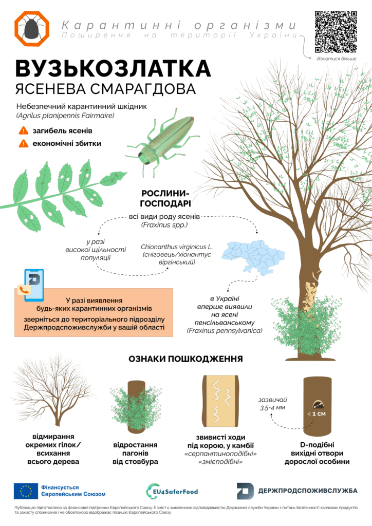 Вузькозлатка ясенева смарагдова – небезпечний карантинний шкідник лісових насаджень