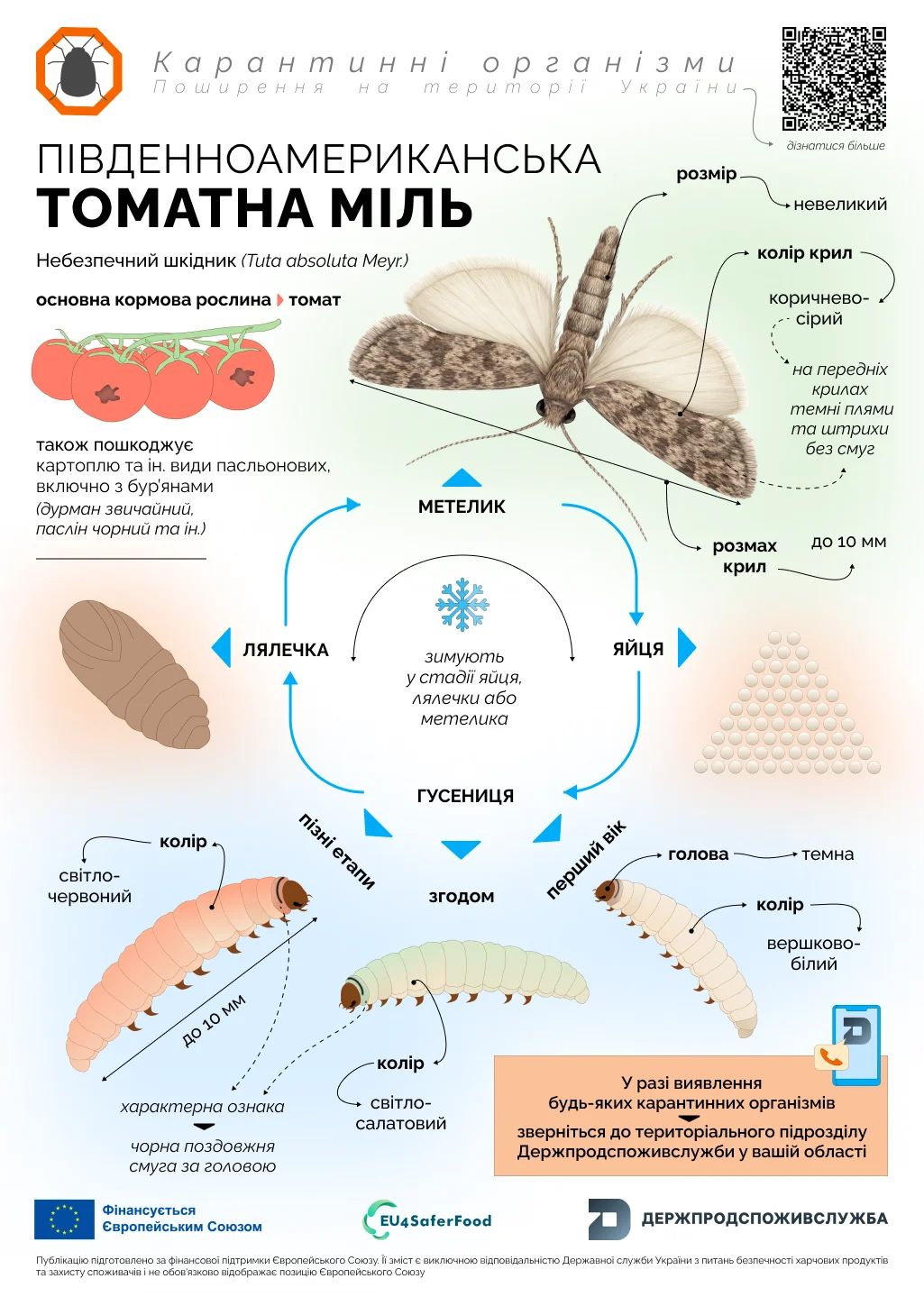 "Інфографіка під назвою «Південноамериканська томатна міль». Зображує дорослу міль Tuta absoluta Meyr та рослину томата з різними ознаками пошкодження. Вказано, що основними кормовими рослинами є томат, а також пасльонові, включно з бур'янами (дурман звичайний, паслін чорний та ін.). Ознаки пошкодження на стеблі включають отвори та довгі ходи. На листках видно великі прозорі міни та вхідні отвори; у разі значного ураження, листя в'яне, засихає, опадає, особливо в умовах закритого ґрунту теплиці. На плодах помітні глибокі, звивисті ходи всередині, діаметром до 2-3 мм. Зазначено, що після пошкодження плодів, потрапляють патогенні гриби, і плоди швидко втрачають якість та товарний вигляд. Гусениці живляться всіма наземними частинами рослин і пошкоджують їх на всіх стадіях росту. У нижній частині інфографіки вказано, що у разі виявлення будь-яких карантинних організмів слід звертатися до територіального підрозділу Держпродспоживслужби у вашій області. У нижній частині зображення є логотипи \"Фінансується Європейським Союзом\", \"EU4SaferFood\" та \"Держпродспоживслужба\"."