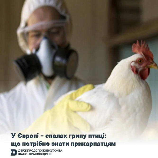 У Європі &ndash; спалах грипу птиці: що потрібно знати прикарпатцям