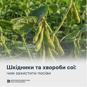 На посівах сої зростає активність павутинного кліща та поширюються хвороби: аграріям радять не зволікати із захистом